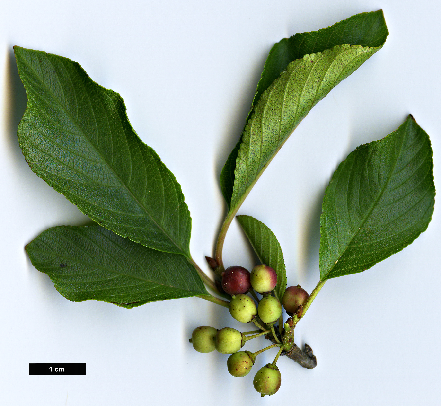 High resolution image: Family: Rhamnaceae - Genus: Rhamnus - Taxon: pumila